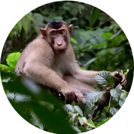 thomas-leaf-monkey-explore-sumatra
