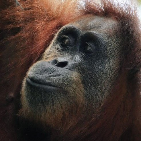 Explore Sumatra Adventure - Orangutan Trekking and Jungle Tours in Bukit Lawang Sumatra